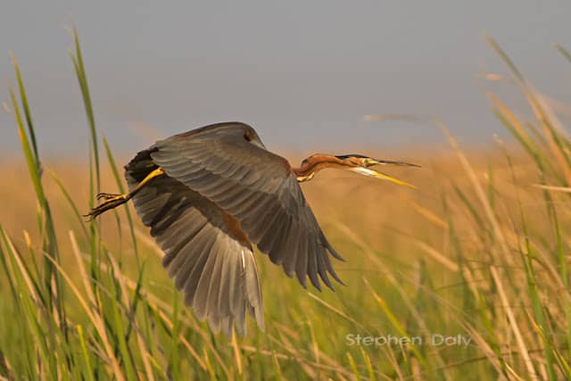 Purple Herons – Germany