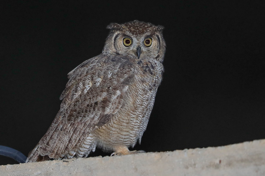 Arabian Spotted Eagle-Owl - Tanoumah | Focusing on Wildlife