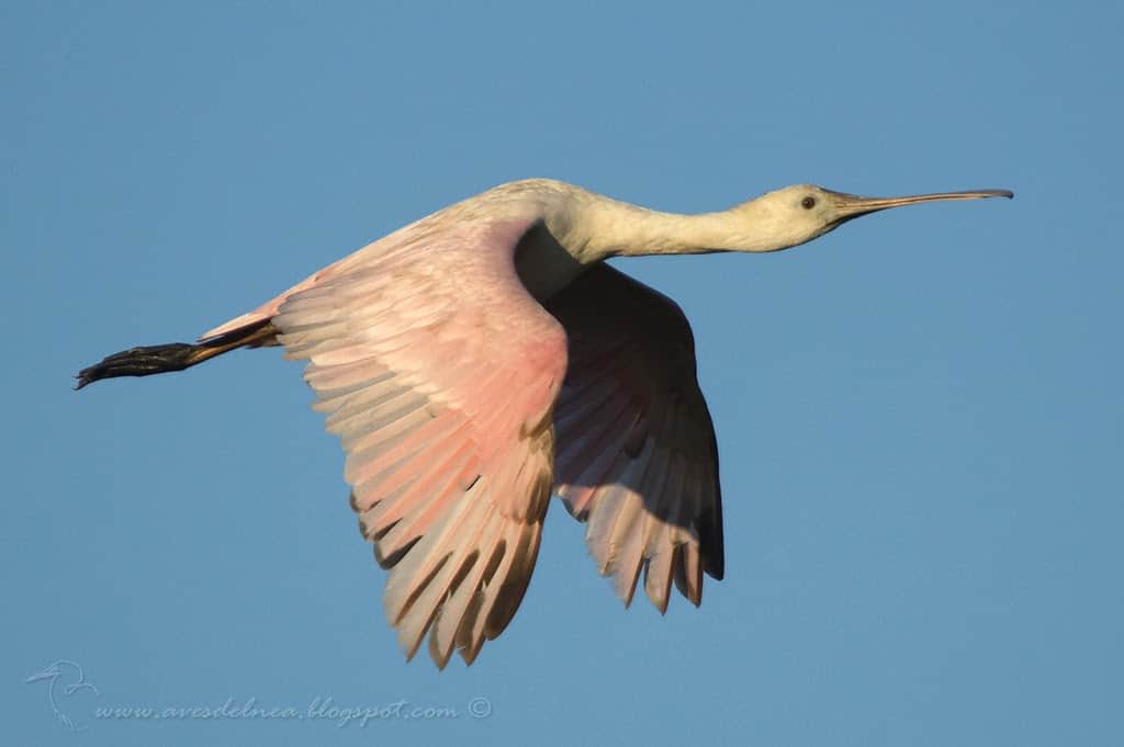 Espátula rosada (Roseate Spoonbill) Platalea ajaja