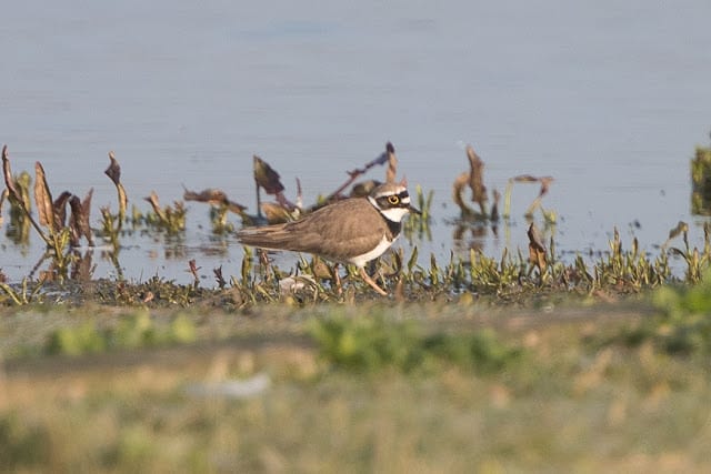 Pennington Marsh – 7th April