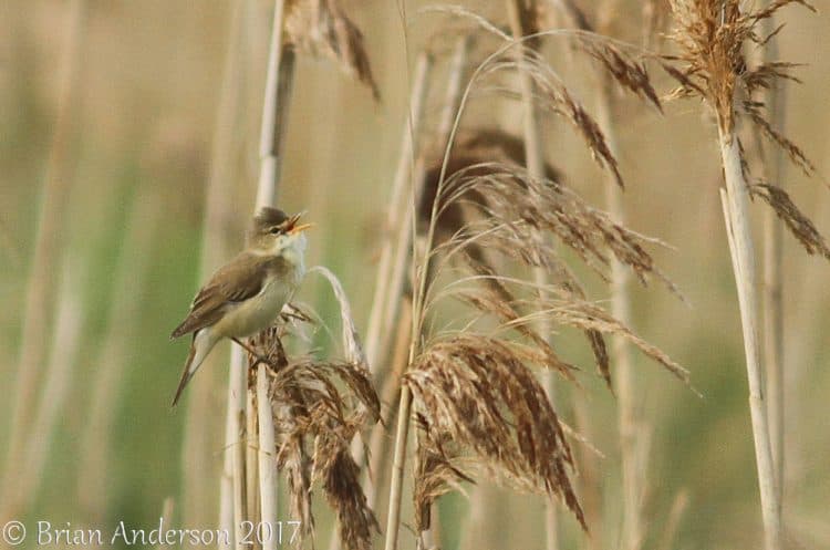 Suffolk Warblers