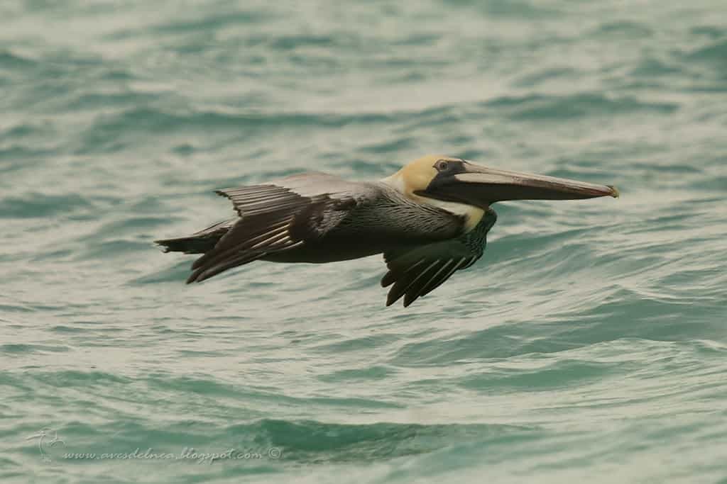 Pelícano pardo (Brown Pelican) Pelecanus occidentalis