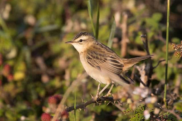 Pennington Marsh – 6th August