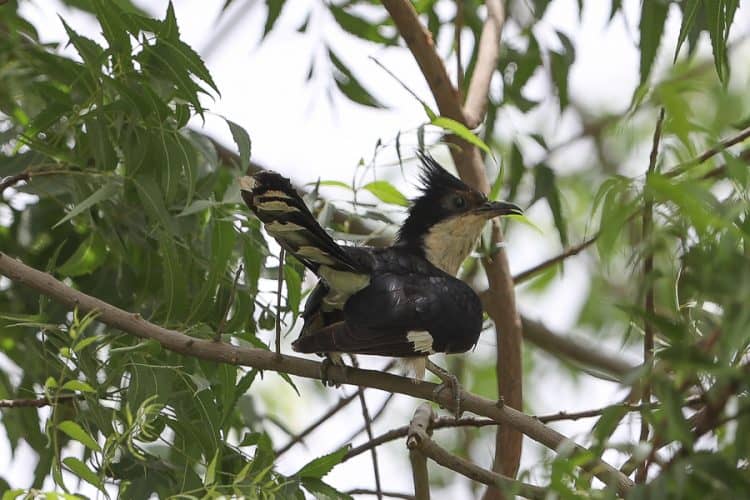 Seven Pied Cuckoos – Sabya area