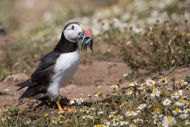 Skomer Island – 14th July