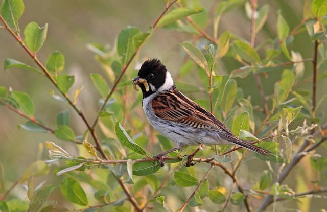 Reed Bunting