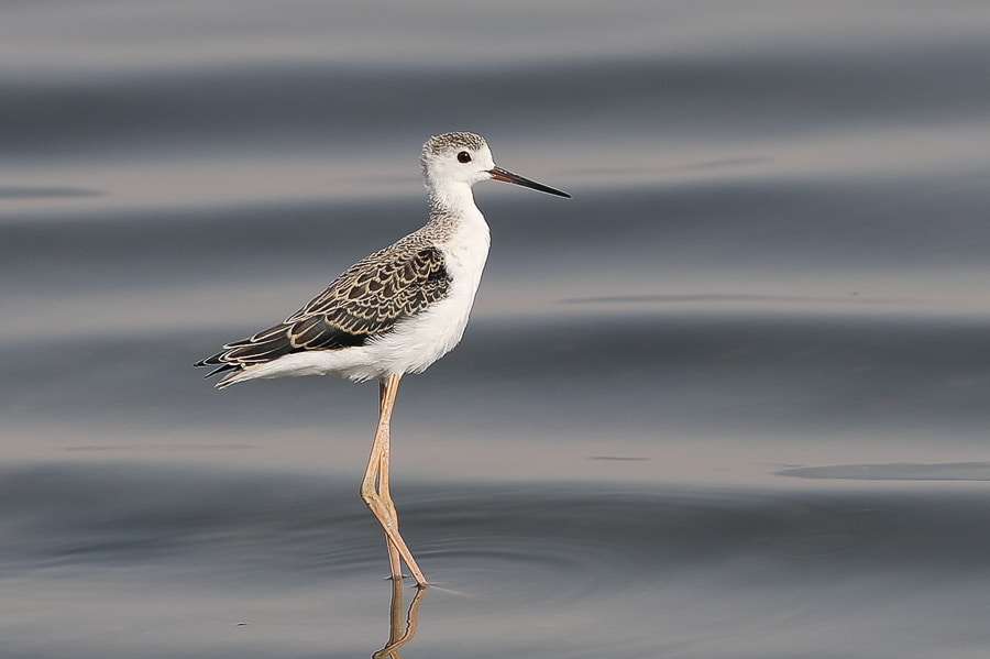 Waders and Terns – Jubail