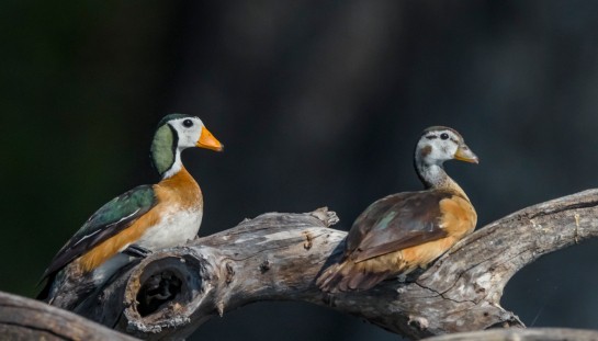 A gallery of Chobe’s feathers