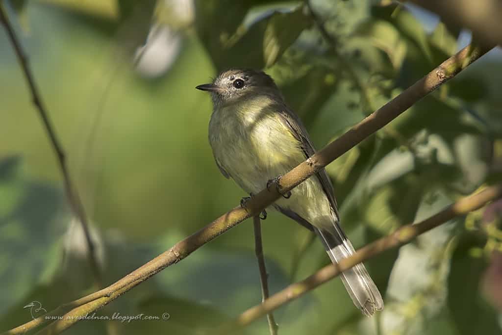 Fiofío corona dorada (Greenish Elaenia) Myiopagis viridicata