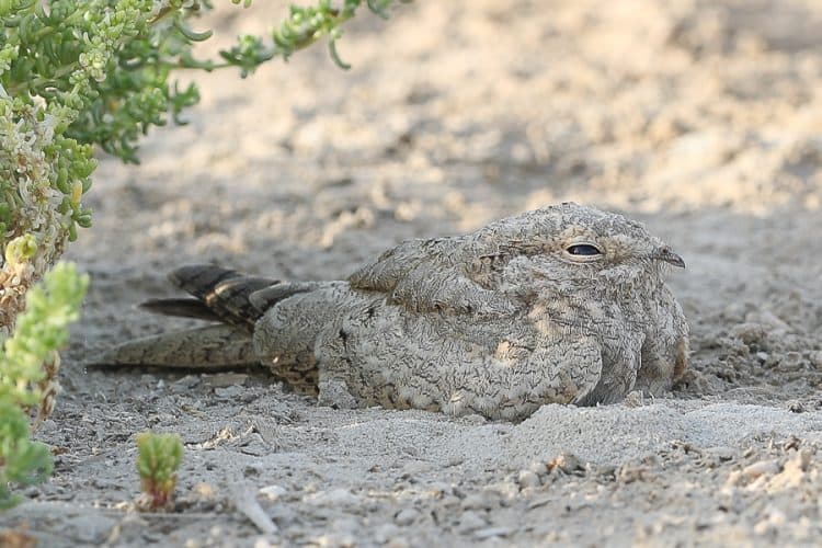 Increasing numbers of Egyptian Nightjar – Jubail