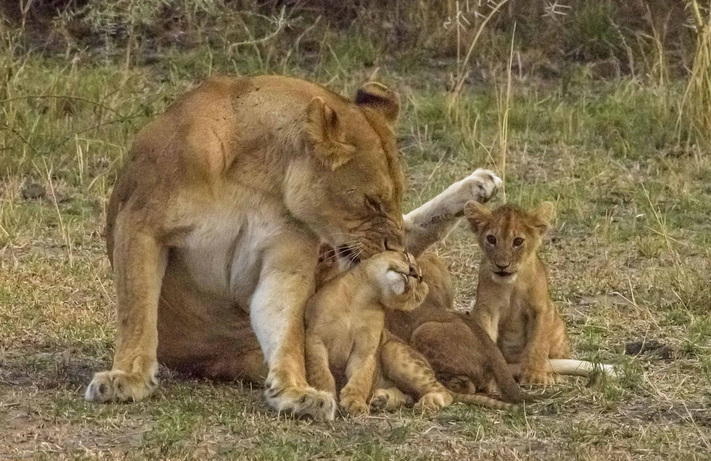 Serengeti lion gallery