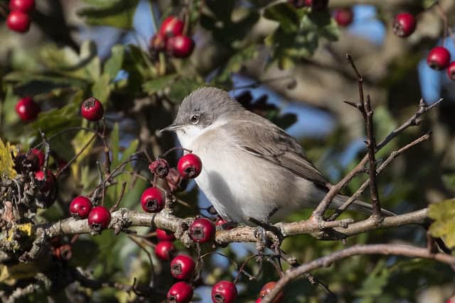 Pennington Marsh – 5th October