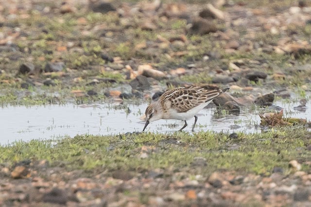 Pennington Marsh – 29th October