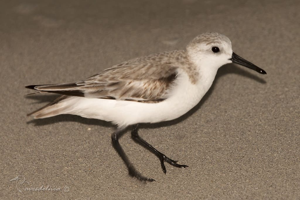 Playerito Blanco – Sanderling – Calidris alba (Pallas, 1764)