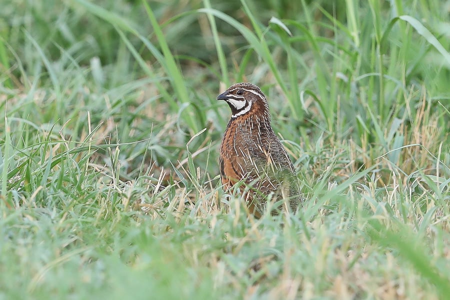 Harlequin Quail – Near Jizan