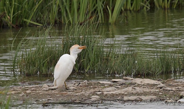 Glossy Ibis and Cattle Egrets