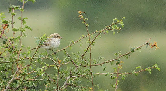 Woodchat Shrike at Sodbury Common