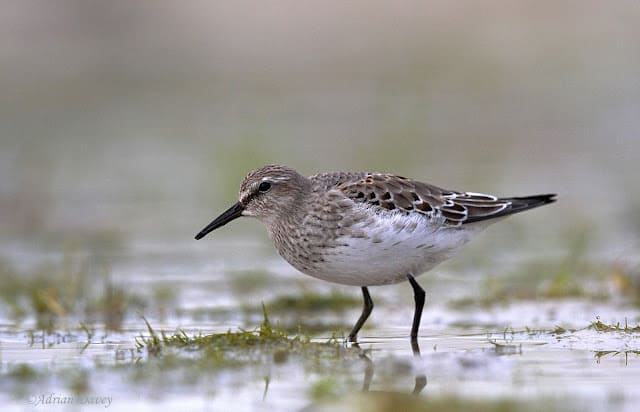 White Rumped Sandpiper