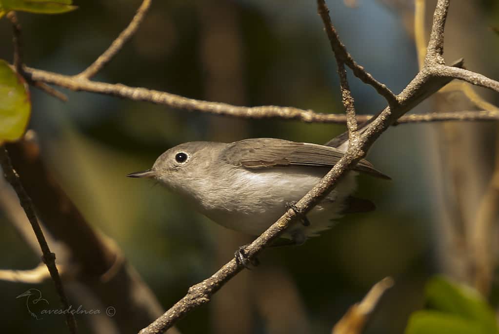 Perlita Grisilla (Blue-grey Gnatcatcher) Polioptila caerulea (Linnaeus, 1766)