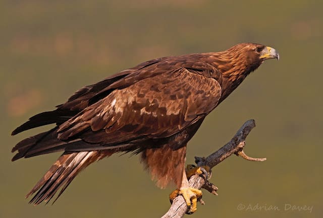 Golden Eagles in Spain