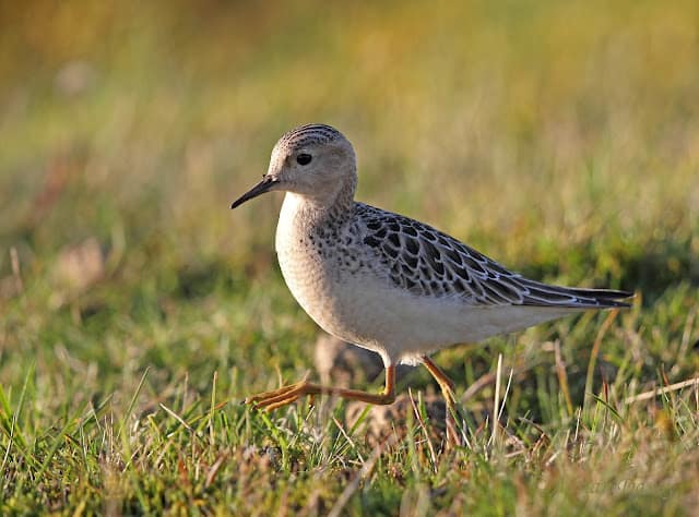 Buff Breasted Sandpiper