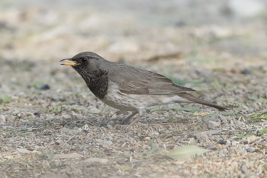 Rare and unusual birds seen in Saudi Arabia in first half of 2017