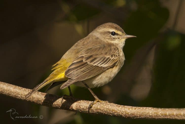 Reinita Coronicastaña (Palm Warbler) Setophaga palmarum
