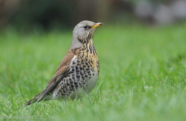 Fieldfare drops in