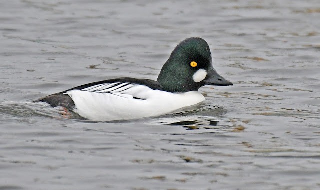Glasson Dock…Goldeneye