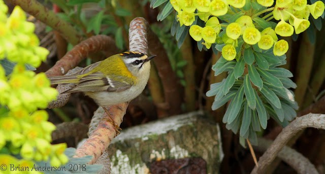 Amazing Firecrest fall at Dunge