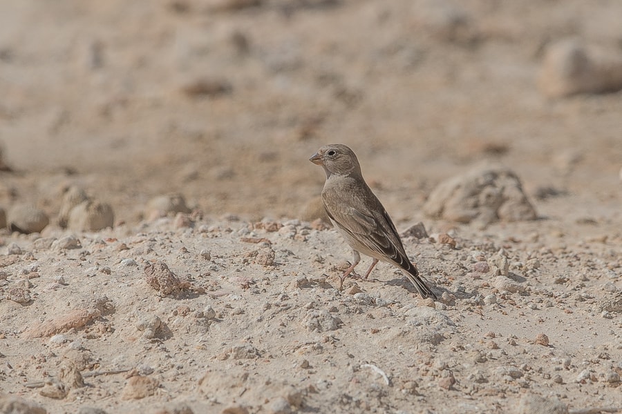 Trumpeter Finch – Jebal Hamrah