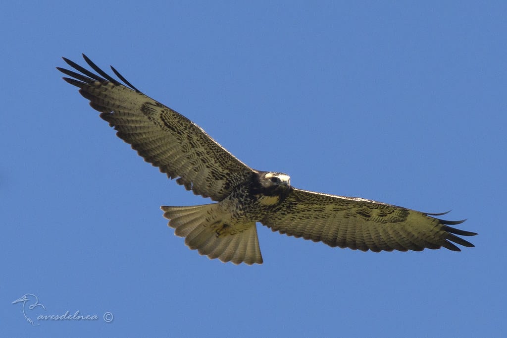 Aguilucho alas largas (White-tailed hawk) Geranoaetus albicaudatus