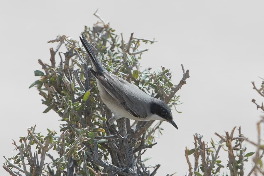 Eastern Orphean Warbler – Jebal Hamrah