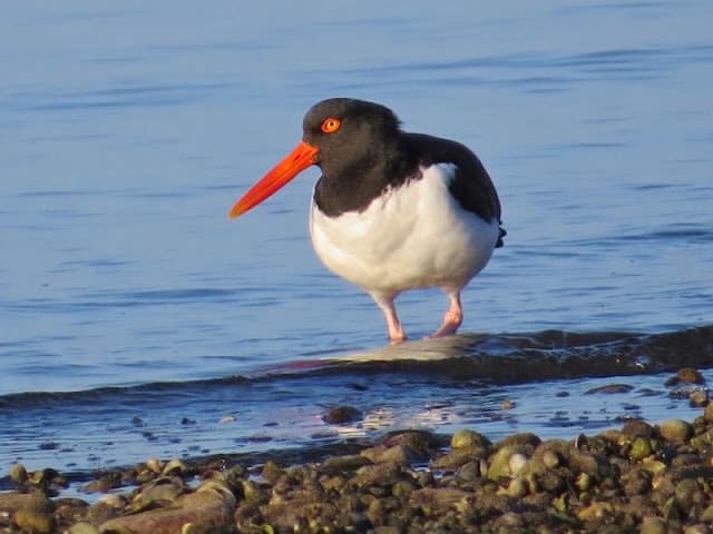 Early At The Shore With Oystercatchers