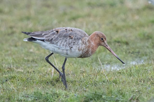 Pennington Marsh – 5th and 9th March