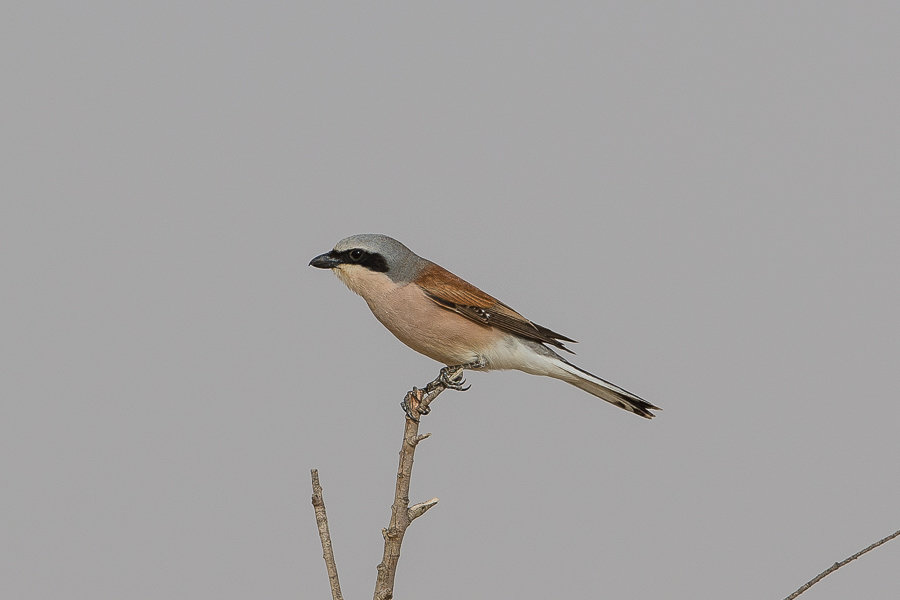 Spring birding – Ash Shargiyah Development Company Farm, Fadhili