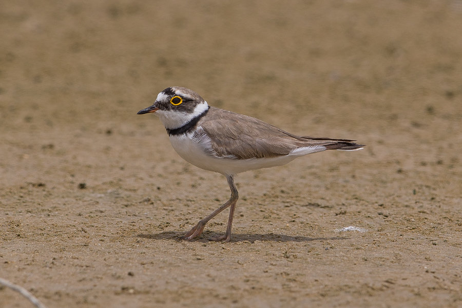 Breeding Little Ringed Plovers – Jubail