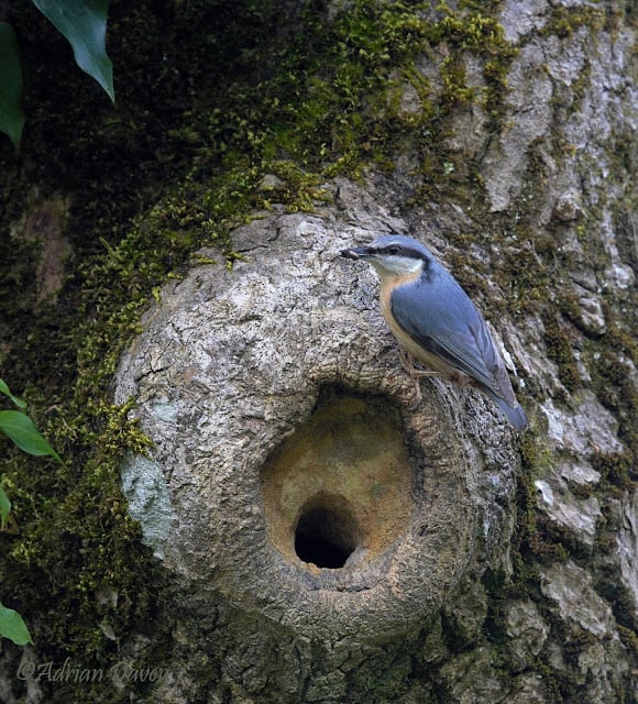 Nesting Nuthatch