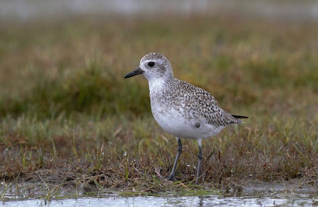 Little Ringed Plover & Grey Plover