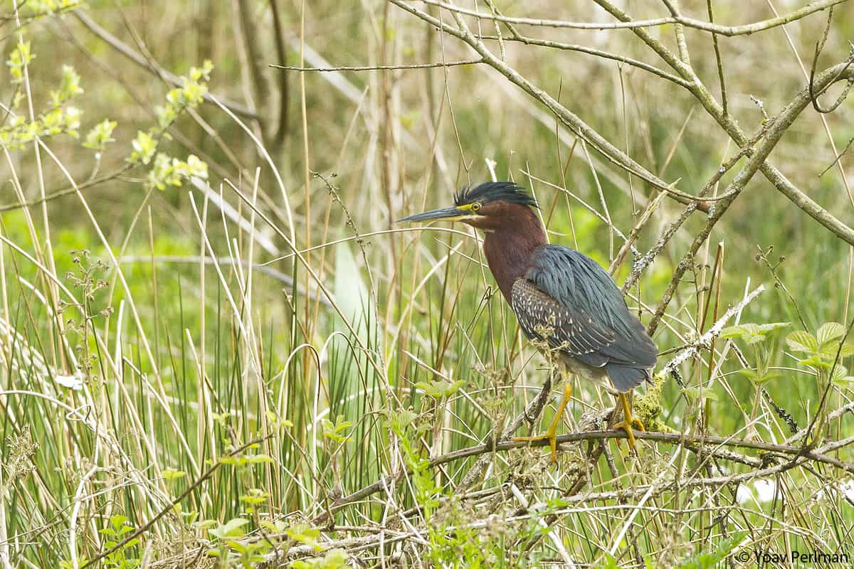 Little Green Yanky Heron