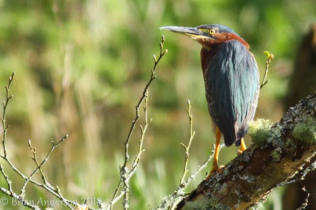 Green Heron Llan-mill Pembrokeshire