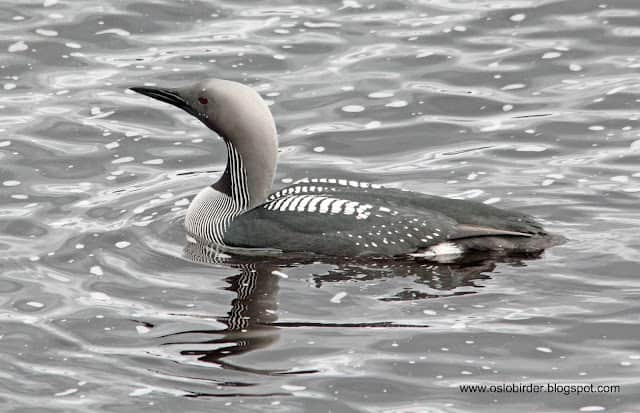 Black-throated Divers back in the Dale