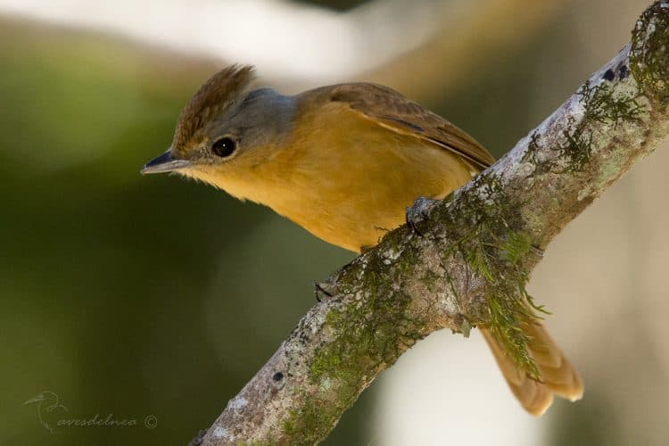 Anambé castaño (Chestnut-crowned Becard) Pachyramphus castaneus
