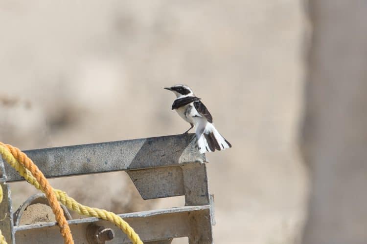 Wheatears and late winter visitors – Jubail