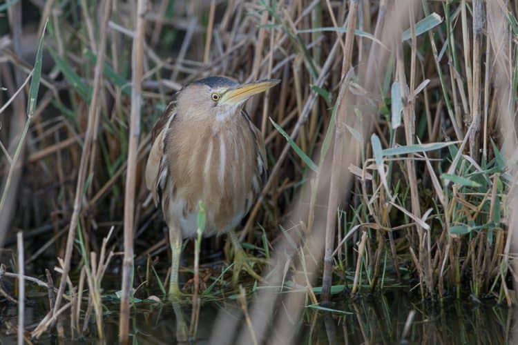 Summertime birding – Jubail