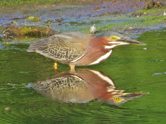 Failure Presents Opportunity Says Green Heron