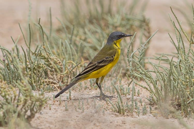 Thunbergi Yellow Wagtails – Jubail