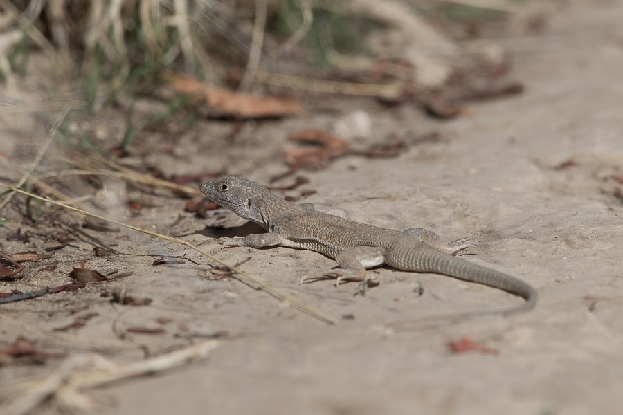 Bosk’s fringe-toed lizard – Abha area