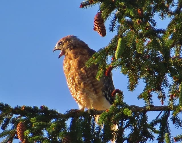 Quiet Nature Preserves Have Their Busy Days