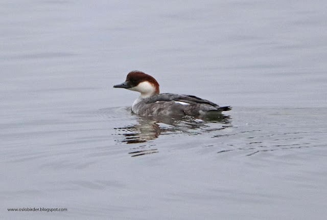 Smew